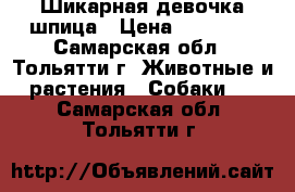 Шикарная девочка шпица › Цена ­ 25 000 - Самарская обл., Тольятти г. Животные и растения » Собаки   . Самарская обл.,Тольятти г.